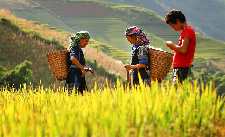 Tây Bắc Mùa Lúa Chín Rực Rỡ Sắc Vàng Trong Bộ Ảnh 'Dấu Ấn Việt Nam' - Ảnh 7 Tây Bắc Mùa Lúa Chín Rực Rỡ Sắc Vàng Trong Bộ Ảnh 'Dấu Ấn Việt Nam' - Ảnh 7