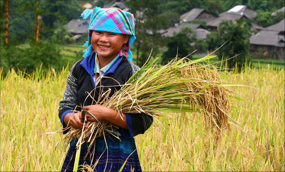 Tây Bắc Mùa Lúa Chín Rực Rỡ Sắc Vàng Trong Bộ Ảnh 'Dấu Ấn Việt Nam' - Ảnh 8 Tây Bắc Mùa Lúa Chín Rực Rỡ Sắc Vàng Trong Bộ Ảnh 'Dấu Ấn Việt Nam' - Ảnh 8
