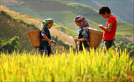 Tây Bắc Mùa Lúa Chín Rực Rỡ Sắc Vàng Trong Bộ Ảnh 'Dấu Ấn Việt Nam'