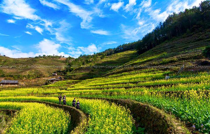 Cận Cảnh Vẻ Đẹp Ngỡ Ngàng Mù Cang Chải Rực Vàng Mùa Hoa Cải - Ảnh 2