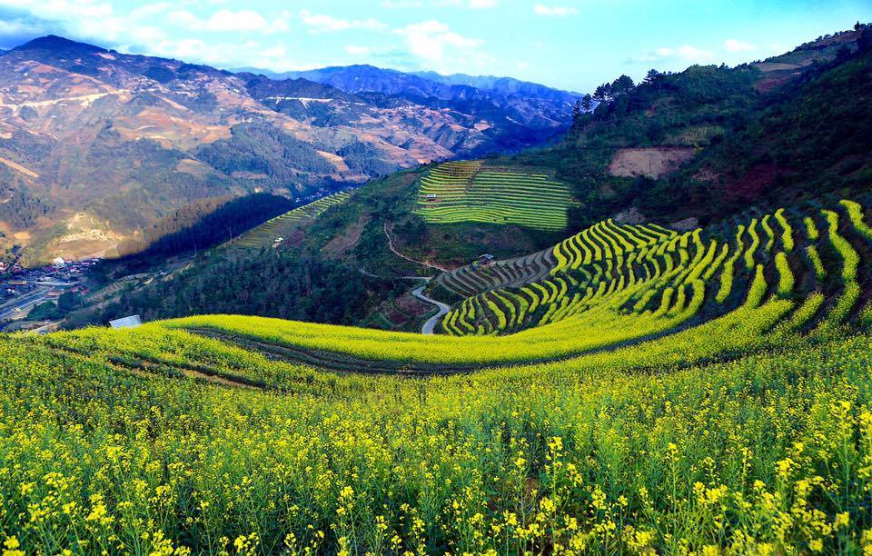 Cận Cảnh Vẻ Đẹp Ngỡ Ngàng Mù Cang Chải Rực Vàng Mùa Hoa Cải - Ảnh 3