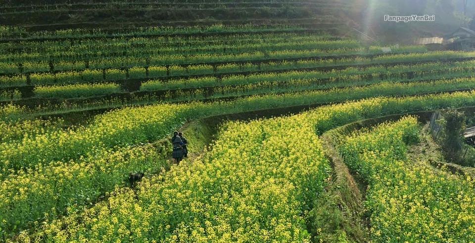 Cận Cảnh Vẻ Đẹp Ngỡ Ngàng Mù Cang Chải Rực Vàng Mùa Hoa Cải - Ảnh 12