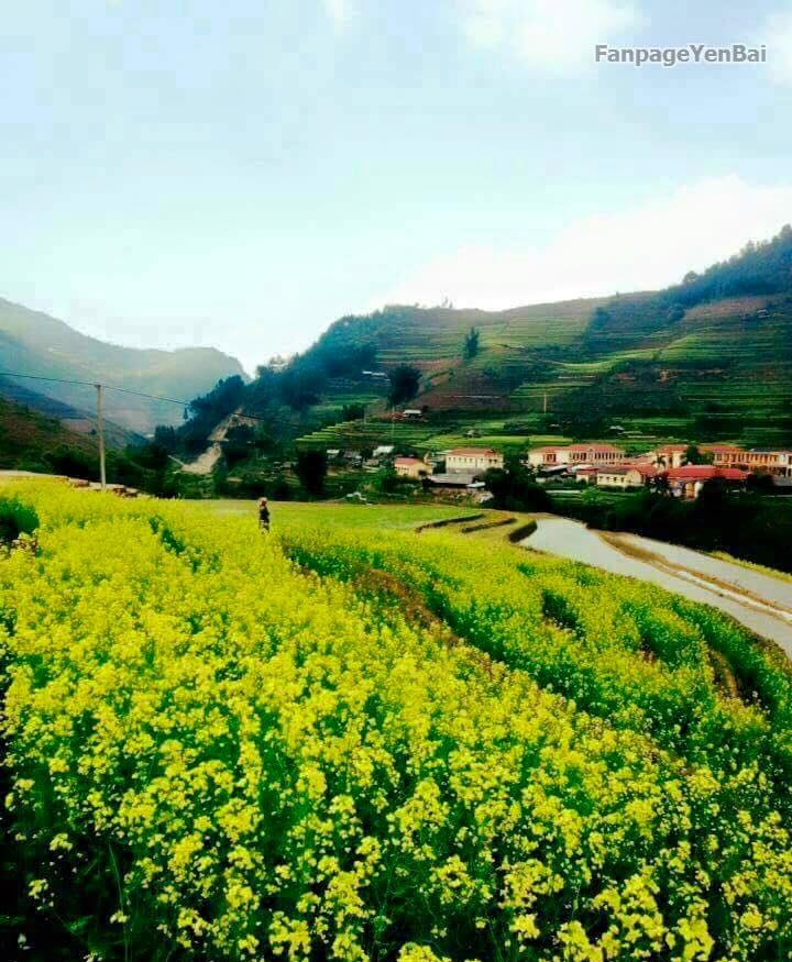 Cận Cảnh Vẻ Đẹp Ngỡ Ngàng Mù Cang Chải Rực Vàng Mùa Hoa Cải - Ảnh 10