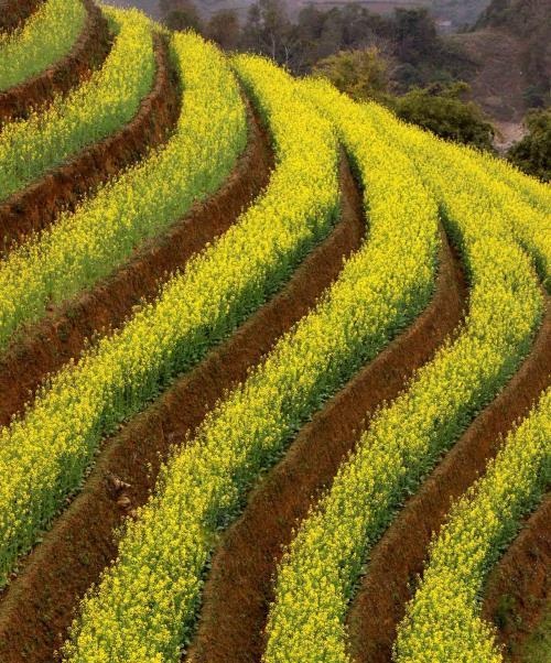 Cận Cảnh Vẻ Đẹp Ngỡ Ngàng Mù Cang Chải Rực Vàng Mùa Hoa Cải - Ảnh 14