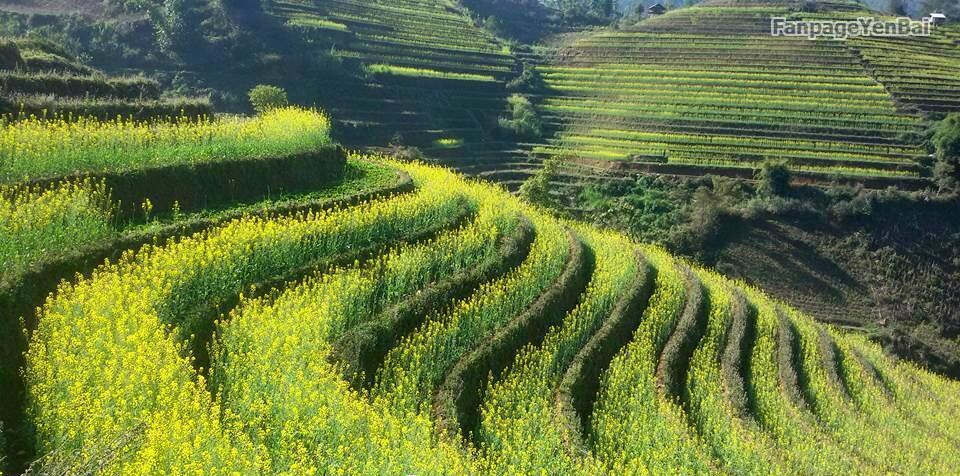 Cận Cảnh Vẻ Đẹp Ngỡ Ngàng Mù Cang Chải Rực Vàng Mùa Hoa Cải - Ảnh 11