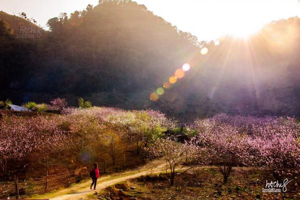 Check-in Ngày Hội Hoa Đào Cực Đẹp Chỉ Có Ở Tây Bắc - Ảnh 5 Check-in Ngày Hội Hoa Đào Cực Đẹp Chỉ Có Ở Tây Bắc - Ảnh 5