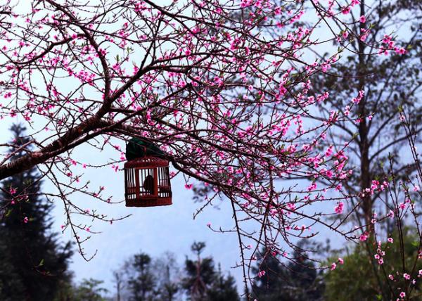 Check-in Ngày Hội Hoa Đào Cực Đẹp Chỉ Có Ở Tây Bắc - Ảnh 11 Check-in Ngày Hội Hoa Đào Cực Đẹp Chỉ Có Ở Tây Bắc - Ảnh 11