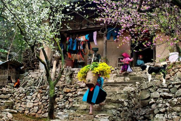 Check-in Ngày Hội Hoa Đào Cực Đẹp Chỉ Có Ở Tây Bắc - Ảnh 6 Check-in Ngày Hội Hoa Đào Cực Đẹp Chỉ Có Ở Tây Bắc - Ảnh 6