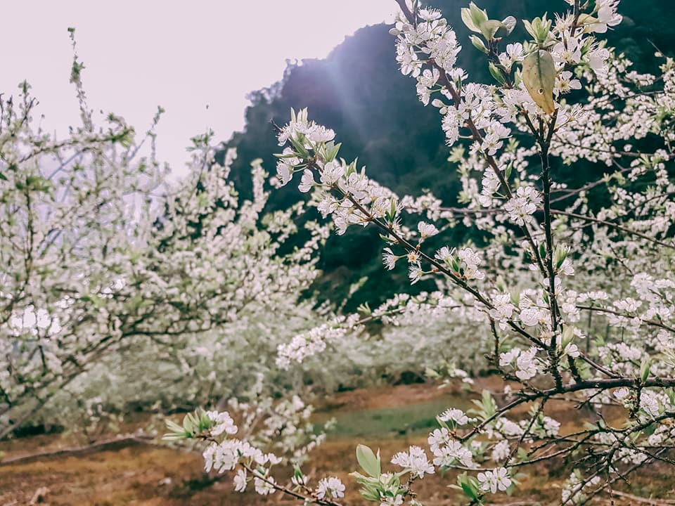 Tổng Hợp Những Địa Danh Tuyệt Đẹp Ở Sơn La - Ảnh 4 Tổng Hợp Những Địa Danh Tuyệt Đẹp Ở Sơn La - Ảnh 4