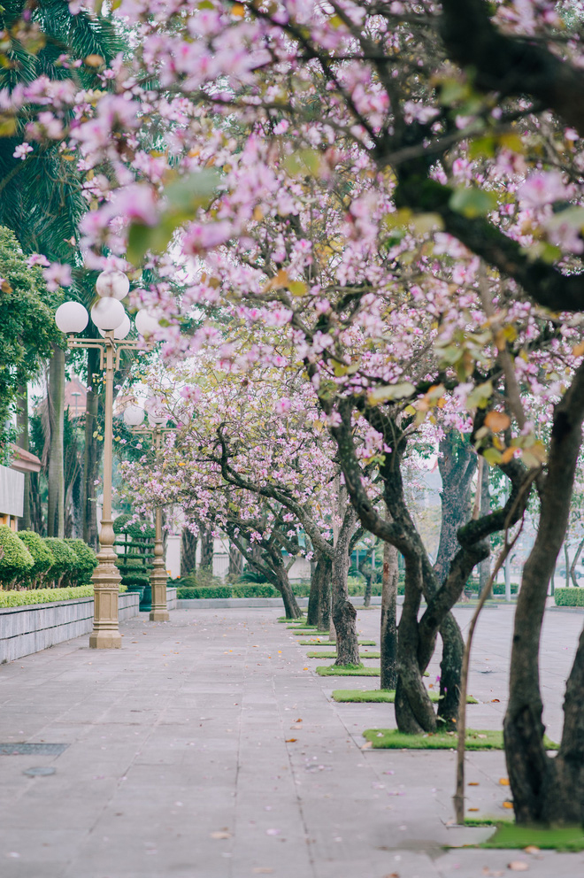 Thăm Quan Tây Bắc Mùa Hoa Ban Nở | 3 Ngày 2 Đêm - Ảnh 2 Thăm Quan Tây Bắc Mùa Hoa Ban Nở | 3 Ngày 2 Đêm - Ảnh 2