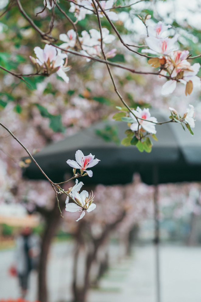 Thăm Quan Tây Bắc Mùa Hoa Ban Nở | 3 Ngày 2 Đêm - Ảnh 1 Thăm Quan Tây Bắc Mùa Hoa Ban Nở | 3 Ngày 2 Đêm - Ảnh 1