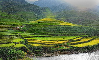 Cảnh đẹp lúa chín trên Mù Cang Chải trong những ngày mưa gió 2023 Cảnh đẹp lúa chín trên Mù Cang Chải trong những ngày mưa gió 2023