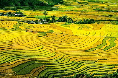 Kinh nghiệm phượt mùa lúa chín Mù Cang Chải Kinh nghiệm phượt mùa lúa chín Mù Cang Chải