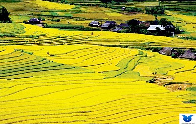 “Lạc bước vào Mường Than” – Cánh đồng cổ tích bao đời…! “Lạc bước vào Mường Than” – Cánh đồng cổ tích bao đời…!