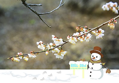 Mơ mận Mộc Châu chớm nở đúng ngày Noel 2018 Mơ mận Mộc Châu chớm nở đúng ngày Noel 2018