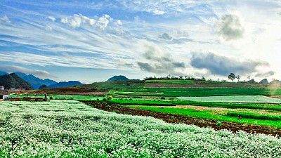 Mộc Châu Mộc Châu