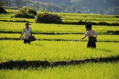 Mường Thanh, Cánh Đồng Lớn Nhất Tây Bắc Mường Thanh, Cánh Đồng Lớn Nhất Tây Bắc