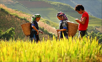 Tây Bắc Mùa Lúa Chín Rực Rỡ Sắc Vàng Trong Bộ Ảnh 'Dấu Ấn Việt Nam' Tây Bắc Mùa Lúa Chín Rực Rỡ Sắc Vàng Trong Bộ Ảnh 'Dấu Ấn Việt Nam'