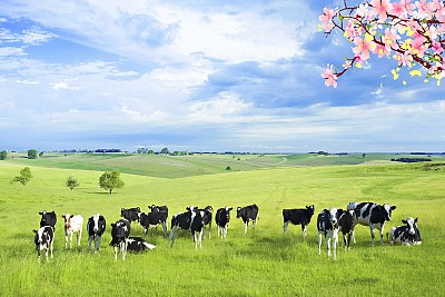 Tết Mộc Châu đồng màu cùng Tây Bắc Tết Mộc Châu đồng màu cùng Tây Bắc