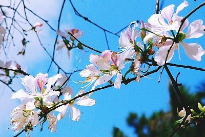 Tưng Bừng Lễ Hội Hoa Ban Tây Bắc 2019 Tưng Bừng Lễ Hội Hoa Ban Tây Bắc 2019