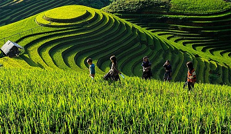Chùm ảnh Mùa Lúa Chín - Tây Bắc - phần 1 Chùm ảnh Mùa Lúa Chín - Tây Bắc - phần 1