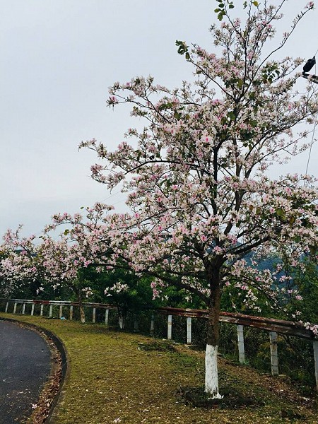 Chương trình Mùa Hoa Ban Nở: Hà Nội - Sơn La - Điện Biên 3N2Đ