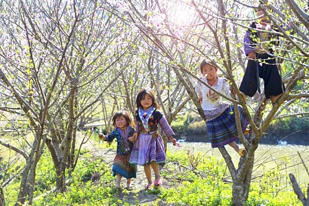 Hà Nội - Cao Nguyên Mộc Châu | 2 Ngày 1 Đêm