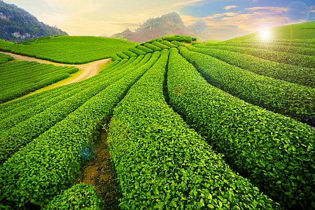 Hà Nội - Cao Nguyên Mộc Châu | 2 Ngày 1 Đêm