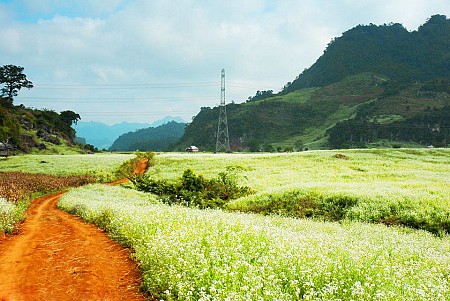 Hà Nội - Cao Nguyên Mộc Châu | 2 Ngày 1 Đêm
