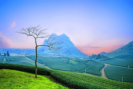 Hà Nội - Cao Nguyên Mộc Châu | 2 Ngày 1 Đêm