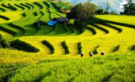 Lào Cai – Đền Bảo Hà - SaPa – Núi Hàm Rồng – Đền Mẫu- Hà Khẩu - Lào Cai | 2 Ngày 3 Đêm