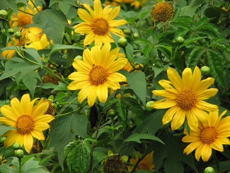 Tây Bắc 3 Ngày 2 Đêm: Hà Nội – Mai Châu – Mộc Châu