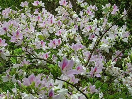 Tây Bắc 3 Ngày 2 Đêm: Hà Nội – Mai Châu – Mộc Châu