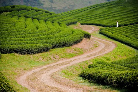 Tây Bắc 3 Ngày 2 Đêm: Hà Nội – Mai Châu – Mộc Châu