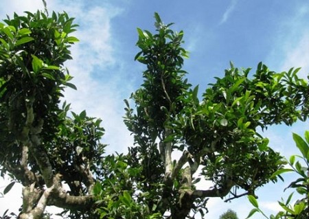 Hà Nội – Yên Bái – Thác Bà – Mù Cang Chải