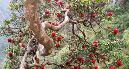 Hà Nội - Sơn La - Điện Biên - Mộc Châu Tết Dương Lịch