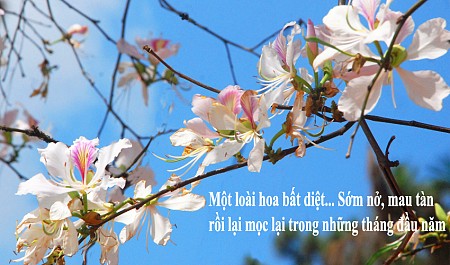 Hoa ban Tây Bắc là hoa gì