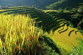 List các địa điểm thích hợp để ngắm mùa lúa chín Tây Bắc