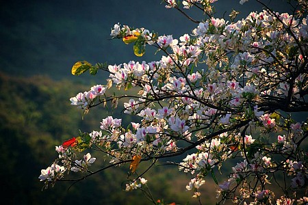 Hà Nội - Sơn La - Điện Biên - Vườn Hồng Mộc Châu