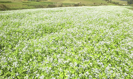 Hà Nội – Mộc Châu – Sơn La – Điện Biên