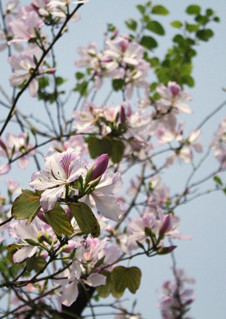 Hà Nôi - Sơn La - Điện Biên - Môc Châu - Hà Nội | 4 Ngày 3 Đêm