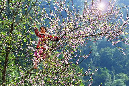 Hà Nội - Mai Châu - Mộc Châu Mùa Hoa Mơ Hoa Mận | 2 Ngày 1 Đêm