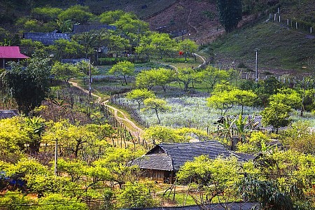 Hà Nội - Mai Châu - Mộc Châu Mùa Hoa Mơ Hoa Mận | 2 Ngày 1 Đêm