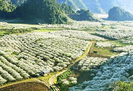 Hà Nội - Mai Châu - Mộc Châu Mùa Hoa Mơ Hoa Mận | 2 Ngày 1 Đêm