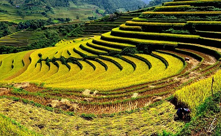Hà Nội - Nghĩa Lộ - Mù Cang Chải - Tú Lệ | 2 Ngày 1 Đêm
