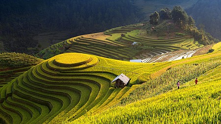 Hà Nội - Nghĩa Lộ - Mù Cang Chải - Tú Lệ | 2 Ngày 1 Đêm