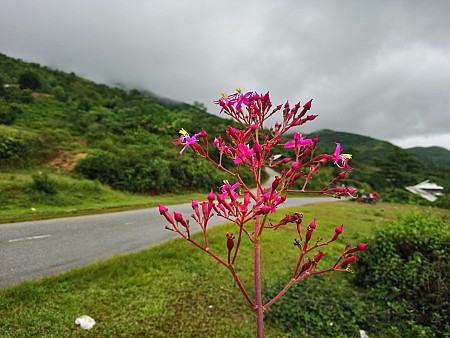 Hà Nội - Mù Cang Chải - La Pán Tán - Nghĩa Lộ - Suối Giàng - 3n2đ