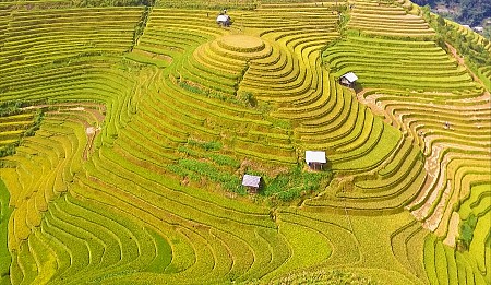 Mùa Lúa Chín: Mộc Châu - Sơn La - Đèo Pha Đin - Điện Biên  -  Lai Châu - Sapa | 5 Ngày 2025