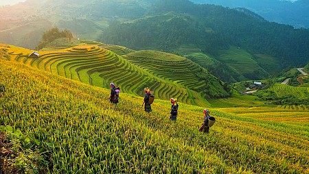 Mùa Lúa Chín: Mộc Châu - Sơn La - Đèo Pha Đin - Điện Biên  -  Lai Châu - Sapa | 5 Ngày 2025