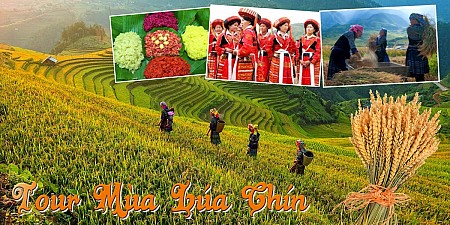 Mùa Lúa Chín: Mộc Châu - Sơn La - Đèo Pha Đin - Điện Biên  -  Lai Châu - Sapa | 5 Ngày 2025